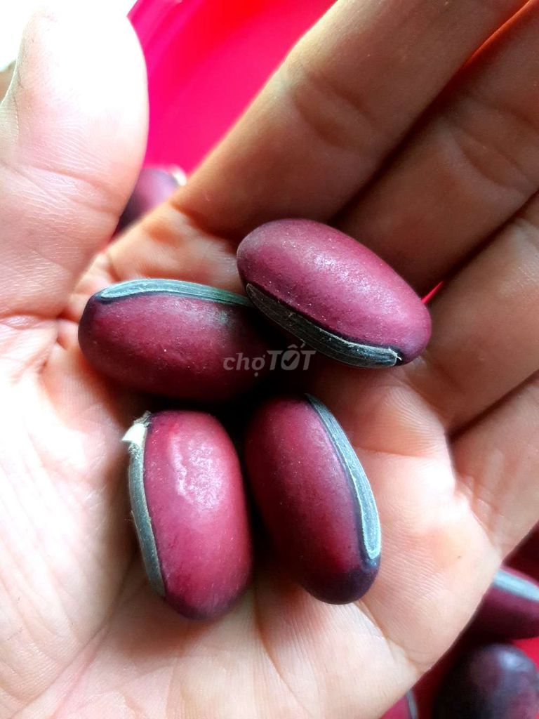 Combo 15 hạt giống đậu đỏ hạt to. Mua bán Đồ ăn, thực phẩm và các loại khác tại Huyện Cầu Ngang Trà Vinh được đăng bởi Huong Nguyen hình 1