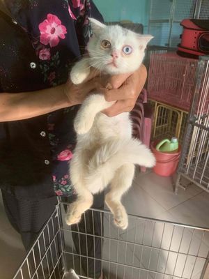 mèo anh 🩷💚trắng full mắt 2 màu💙💛