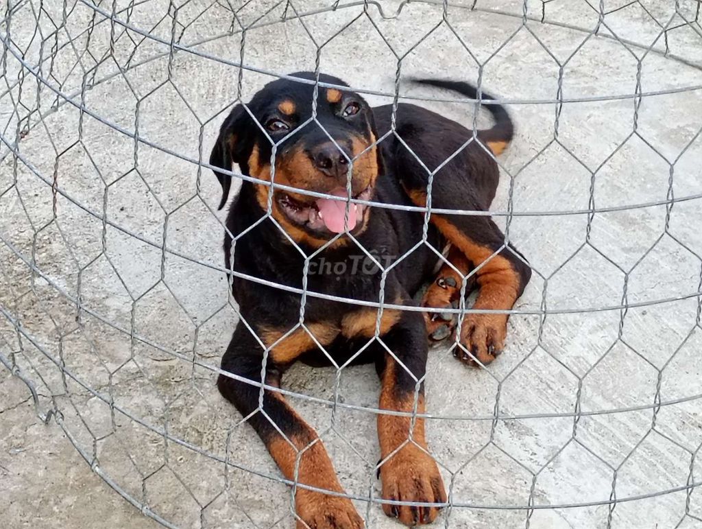 Chó Rottweiler Đực Cái đã tiêm. Mua bán Chó tại Huyện Củ Chi Tp Hồ Chí Minh được đăng bởi Nhân Rottweiler  hình 1
