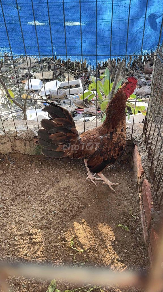 Gà Tre 1.2kg màu Nâu. Mua bán Gà tại Huyện Phú Tân Cà Mau được đăng bởi Tuấn Gà Tre hình 1