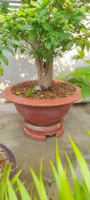 Cần cho thuê nhà đất. Cho thuê nhà ở tại Huyện Hòa Thành Tây Ninh được đăng bởi trần thanh diệu