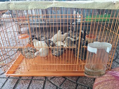 Bán gà rutin 1 tháng tuổi 2 tháng 1. Mua bán Gà tại Quận Bình Thạnh Tp Hồ Chí Minh được đăng bởi nguyễn danh