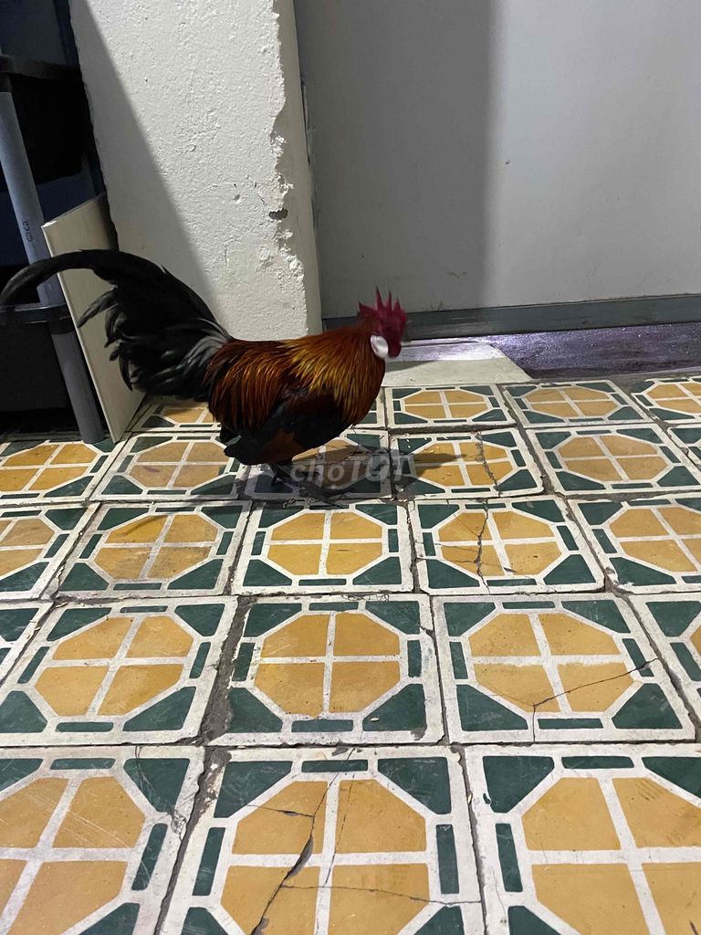 Gà cảnh trống gà tơ. Mua bán Gà tại Quận Sơn Trà Đà Nẵng được đăng bởi Nguyen Thinh hình 1