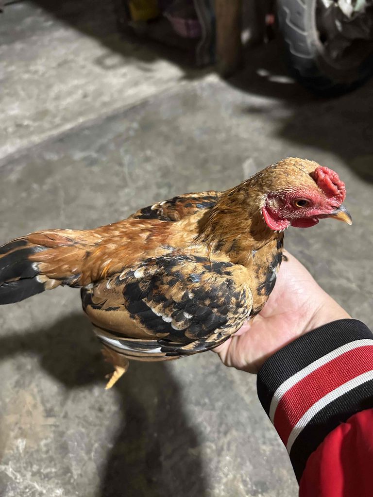 thanh lý nguyên bầy gà. Mua bán Gà tại Huyện Châu Thành Kiên Giang được đăng bởi Hhhhh hình 1