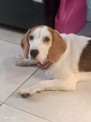 Chó Beagle cái 8 tháng