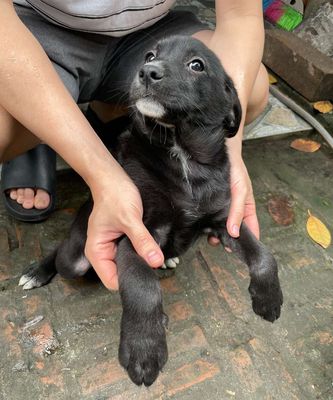 Chó lai labrador giống to. Mua bán Chó tại Quận Kiến An Hải Phòng được đăng bởi Nguyen Quang Hung
