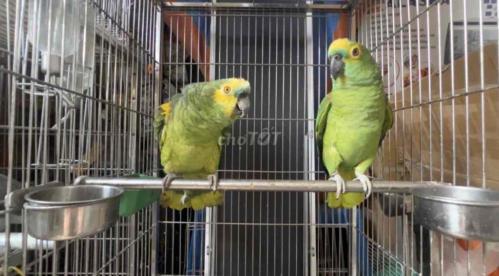 Vẹt Amazon Blue fronted Cặp trống mái 5 tuổi. Mua bán Chim tại Huyện Hóc Môn Tp Hồ Chí Minh được đăng bởi Dương Nguyễn hình 1