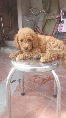 Tìm chủ cho 2 em chó  Poodle