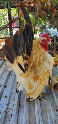 Gà Kiểng Serama. Mua bán Gà tại Quận Bình Thuỷ Cần Thơ được đăng bởi Huynh Tien