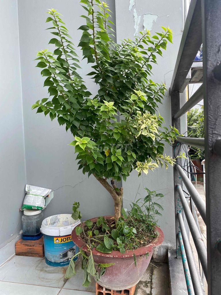 Cây cảnh Bông giấy chậu Xanh lá, Hồng. Mua bán Cây cảnh, đồ trang trí tại Huyện Hóc Môn Tp Hồ Chí Minh được đăng bởi Nguyen thi kim Thi hình 1