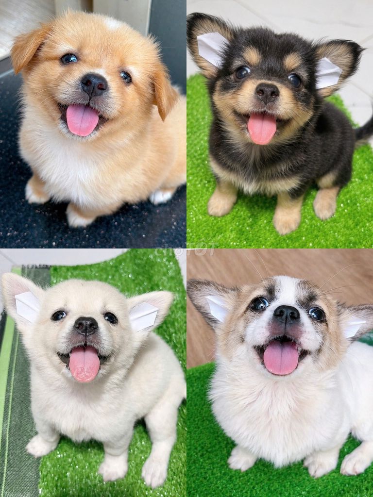 Chó corgi lai fox nhật 2 tháng tuổi. Mua bán Chó tại Quận Tân Phú Tp Hồ Chí Minh được đăng bởi Minh nguyễn  hình 1