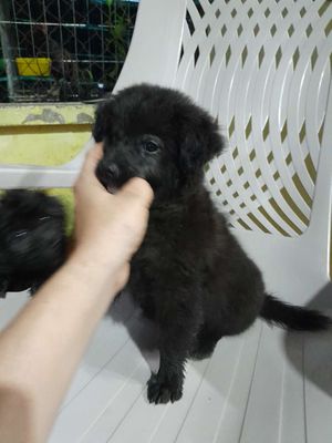 Chú chó. Mua bán Chó tại Huyện Trảng Bom Đồng Nai được đăng bởi Nguyentam