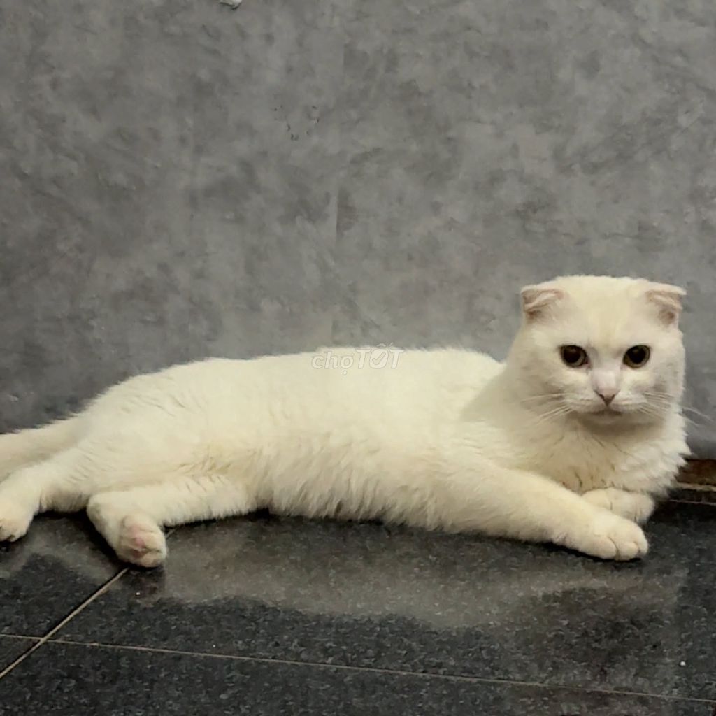 Mèo 1 năm tuổi. Mua bán Mèo tại Thành phố Buôn Ma Thuột Đắk Lắk được đăng bởi Bùi độ hình 1