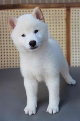 Chó Shiba Nhật bản tìm nhà mới