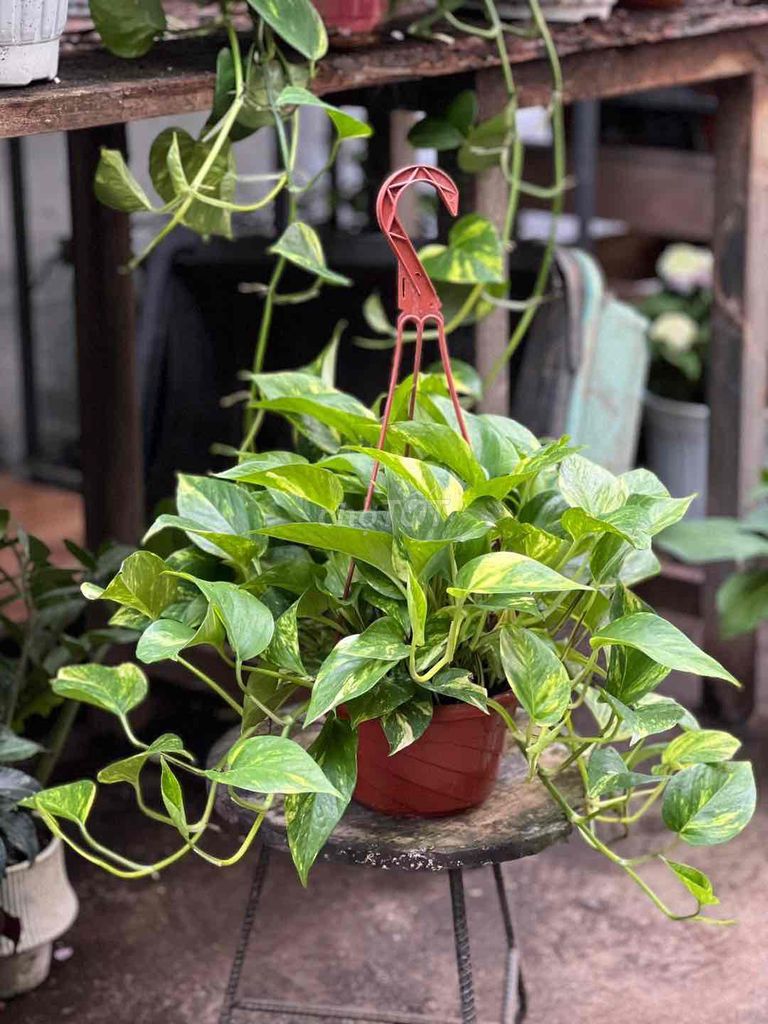 Cây cảnh Vạn niên thanh Xanh lá Treo rủ. Mua bán Cây cảnh, đồ trang trí tại Quận Đống Đa Hà Nội được đăng bởi Cây Xanh Thuỷ Nguyễn hình 1