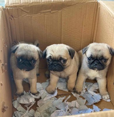pug mặt xệ mập đẹp. Mua bán Chó tại Quận Cẩm Lệ Đà Nẵng được đăng bởi Anh Pet Shop