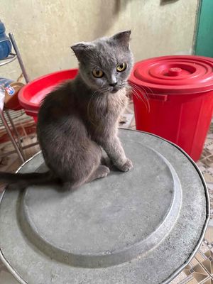 cần gả bé mèo aln xám, tai cụp