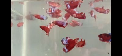 Cá Betta red fancy thủy sinh 4k/con bao đẹp
