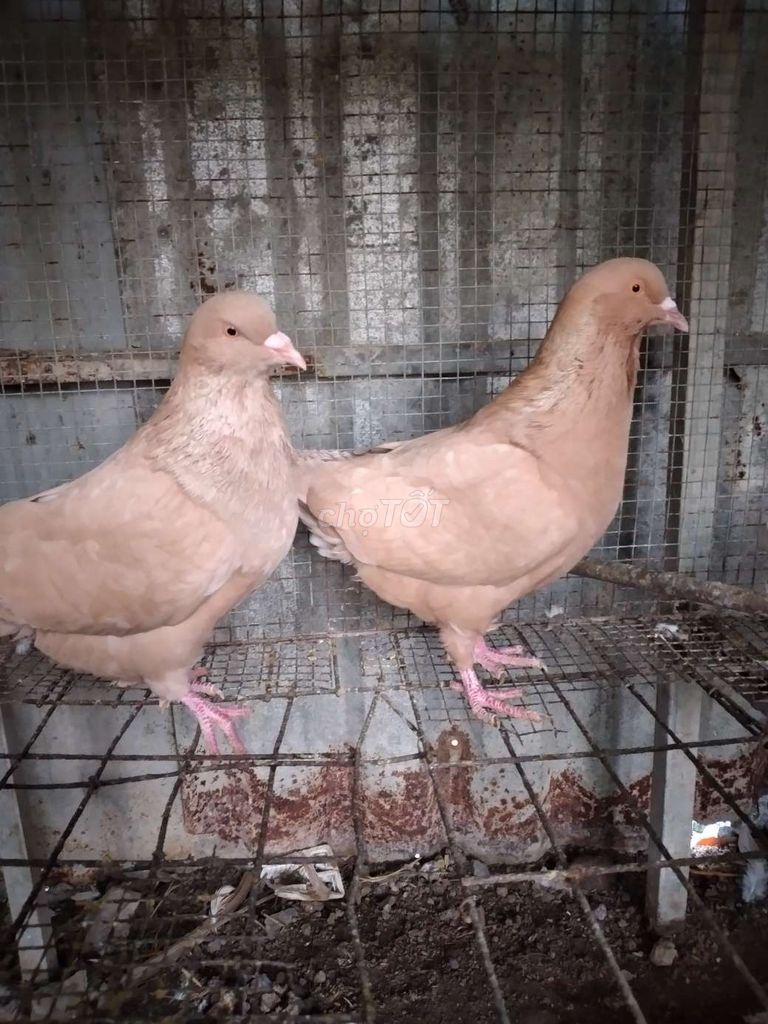 Chim bồ câu trống màu vàng 2 con. Mua bán Chim tại Huyện Bình Chánh Tp Hồ Chí Minh được đăng bởi Tên chưa cung cấp hình 1