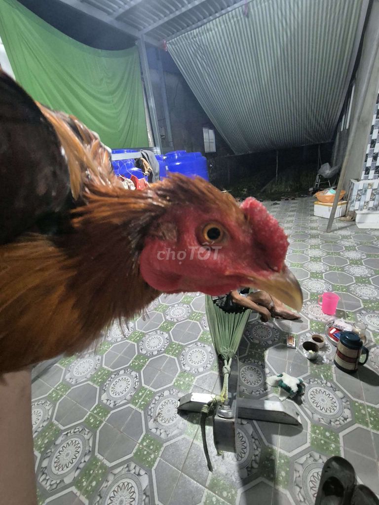 gà trống tơ . Mua bán Gà tại Huyện Vị Thuỷ Hậu Giang được đăng bởi gà đá hậu giang hình 1