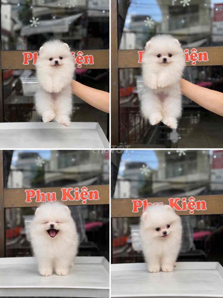 Chó Phốc Sóc trắng đã tiêm vacxin. Mua bán Chó tại Quận Thanh Khê Đà Nẵng được đăng bởi Thy Thy hình 1