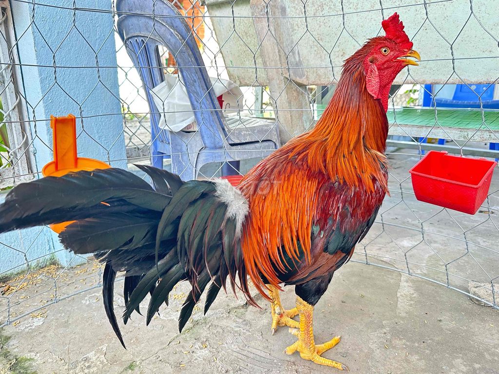 Gà trống Đỏ, 4.5kg. Mua bán Gà tại Huyện Châu Phú An Giang được đăng bởi Trọng Phú hình 1