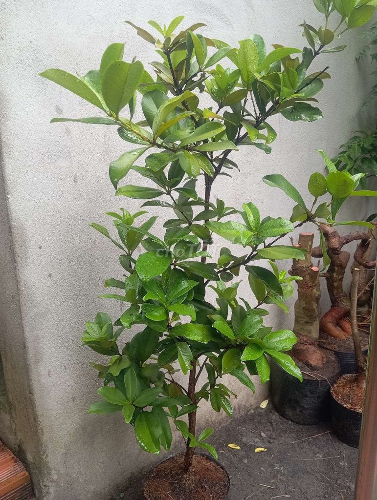 Cây ăn quả Cherry Brazil cao 1m2 già cây mau trái. Mua bán Cây cảnh, đồ trang trí tại Huyện Củ Chi Tp Hồ Chí Minh được đăng bởi LT hình 1