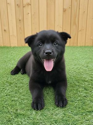 Chó Bắc Hà lai Mông Cộc Đen đã tiêm có Bảo Hành