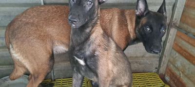 Chó Malinois cái 2 năm tuổi