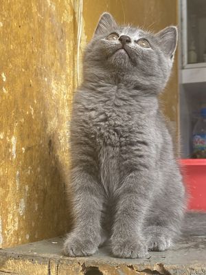 Mèo con aln xám xanh cái