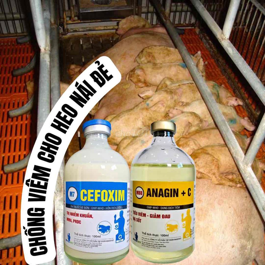 COMBO CHỐNG VIÊM NÁI (CEFOXIM, CỐT DỊCH) 100ML. Mua bán Đồ chuyên dụng, Giống nuôi trồng tại Huyện Yên Khánh Ninh Bình được đăng bởi Hoang Long hình 1