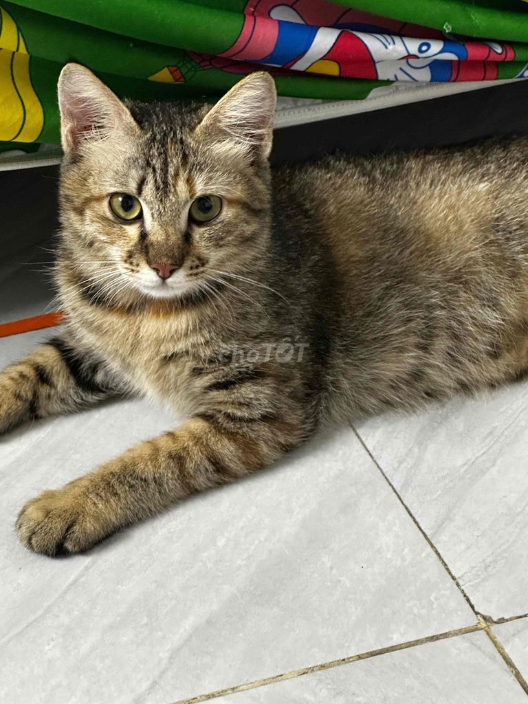 Cho Mèo Nâu vằn Hiền lành. Mua bán Mèo tại Thành phố Nha Trang Khánh Hòa được đăng bởi Kim Thư hình 1