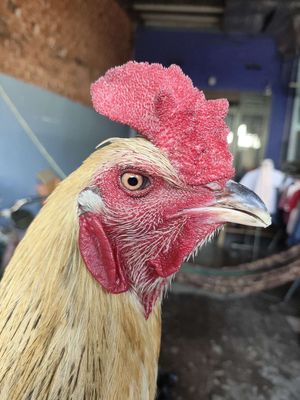 3k2 ga zin. Mua bán Gà tại Huyện Hóc Môn Tp Hồ Chí Minh được đăng bởi chuyên gà lông 