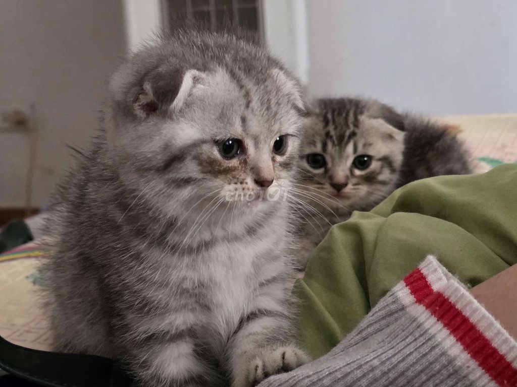 Mèo Anh lông ngắn đực 2 tháng. Mua bán Mèo tại Quận Bắc Từ Liêm Hà Nội được đăng bởi Vũ Mạnh Tiến hình 1