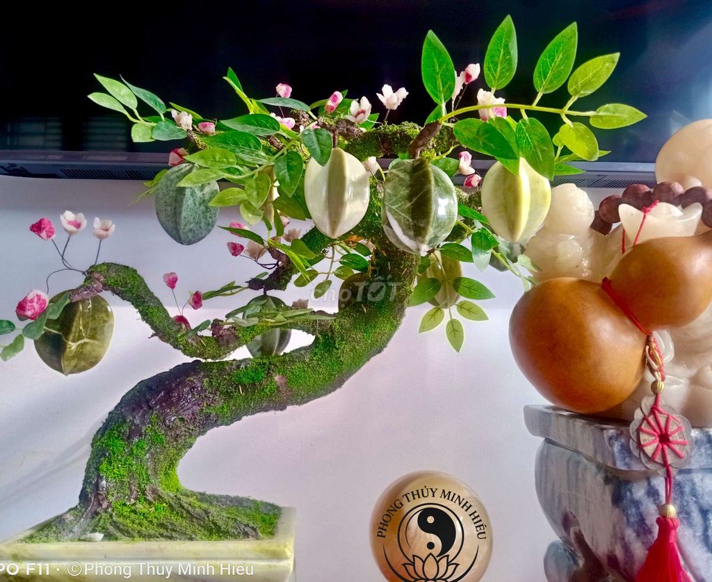 Thanh lý cây Khế 9 quả đá , ngọc tự nhiên. Mua bán Cây cảnh, đồ trang trí tại Quận Lê Chân Hải Phòng được đăng bởi Nguyễn Hiếu hình 1