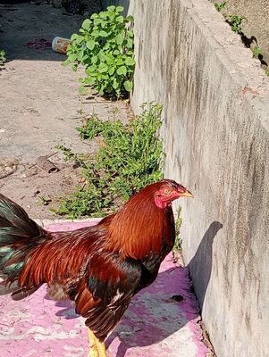 Cần gl cặp gà tre. Mua bán Gà tại Huyện Củ Chi Tp Hồ Chí Minh được đăng bởi Nguyễn Hoàng Sơn