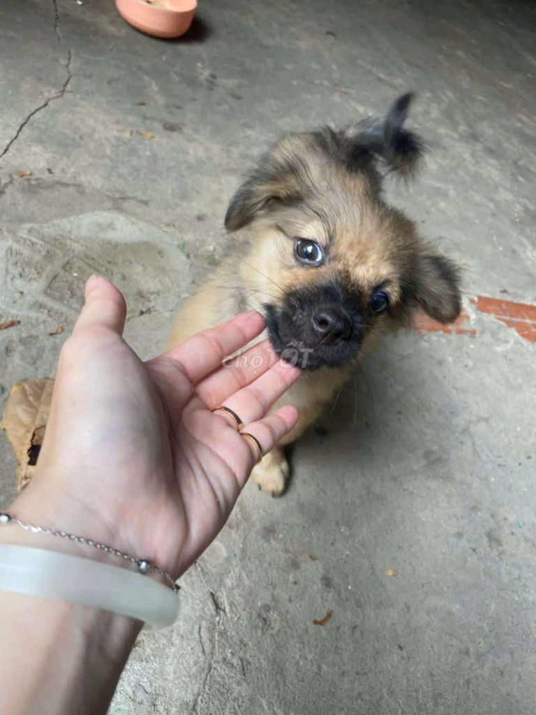 Chó Phốc Sóc lai Nhật 3 tháng tuổi. Mua bán Chó tại Huyện Châu Thành An Giang được đăng bởi Duyên anh hình 1