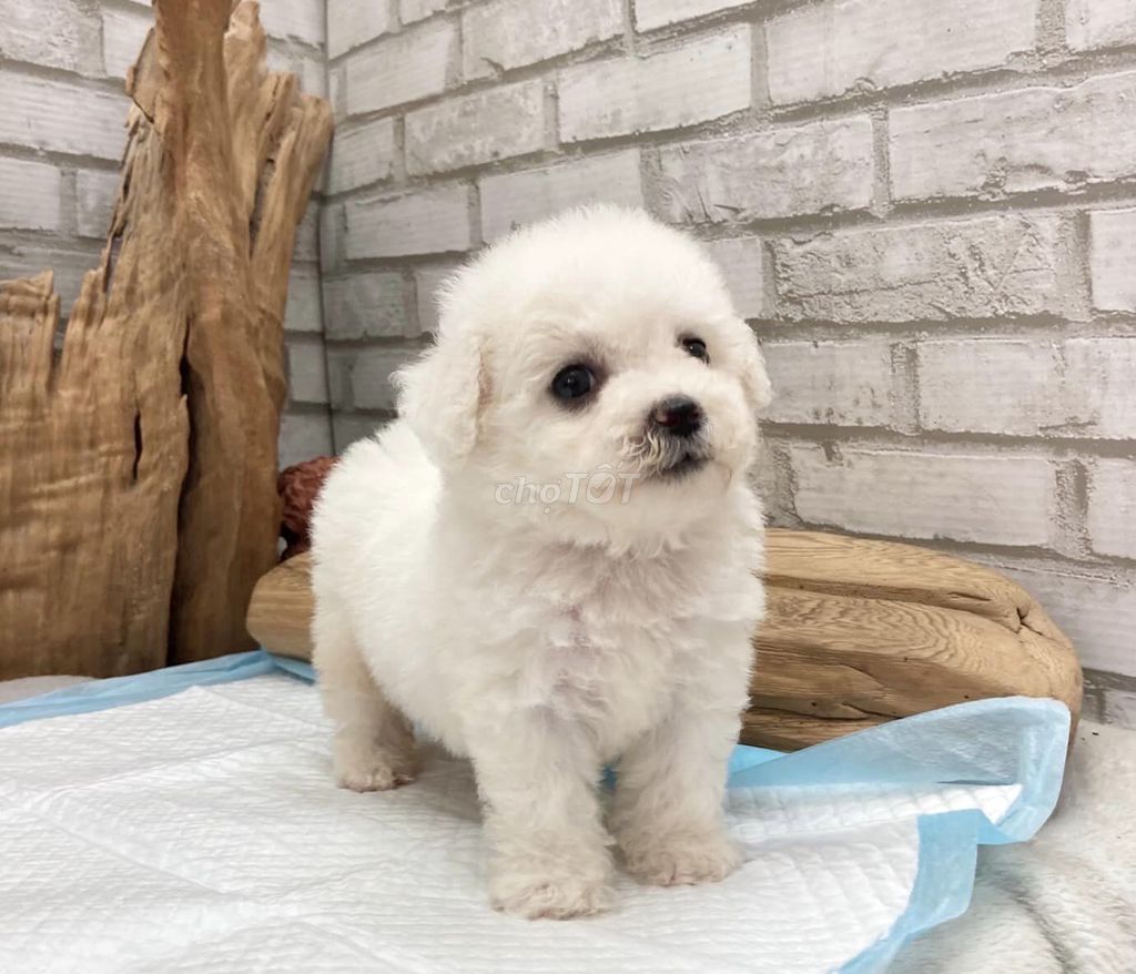 Poodle Trắng Tiny Cao Cấp