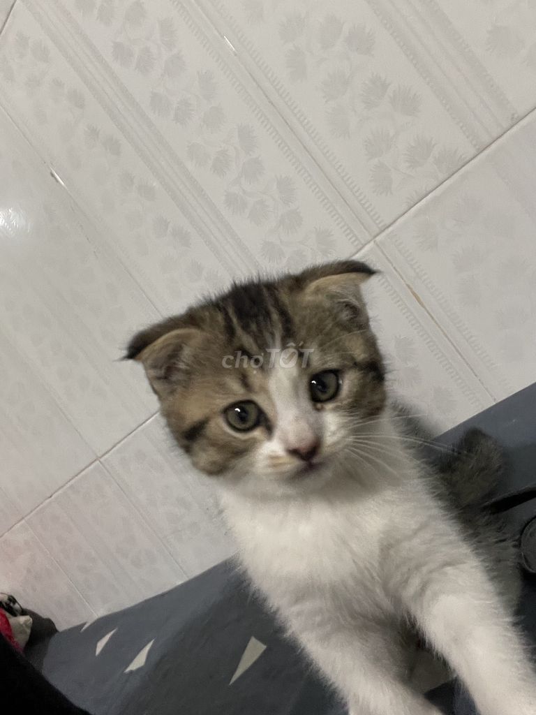 Scottish Fold tai cup