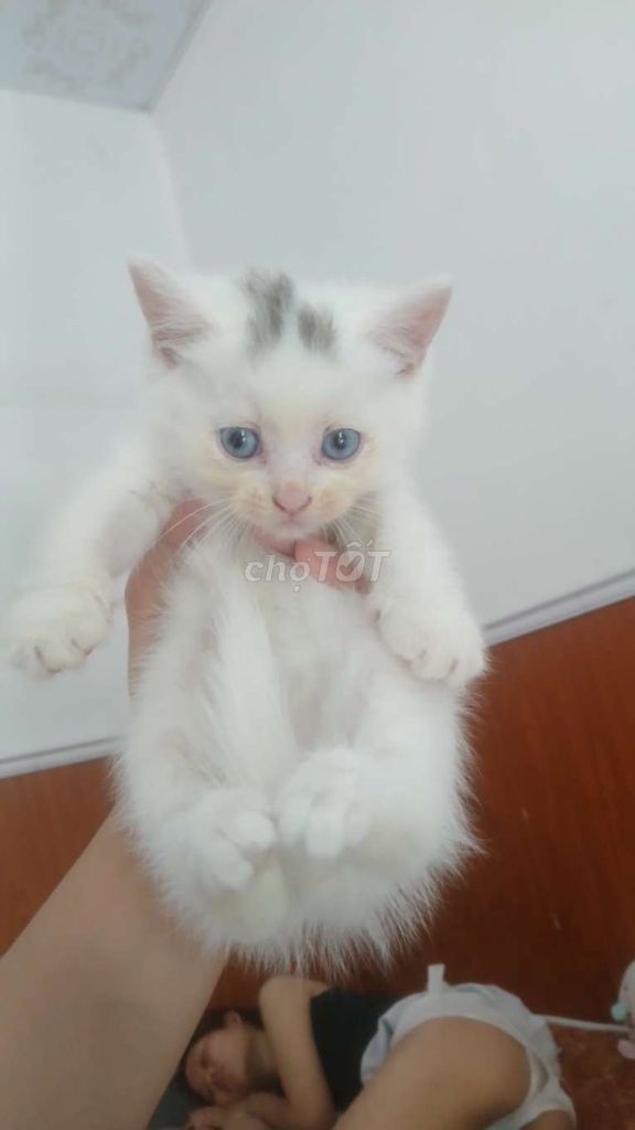 Mèo cảnh Trắng mắt Xanh dương. Mua bán Mèo tại Quận Ngũ Hành Sơn Đà Nẵng được đăng bởi Minh Tiến hình 1