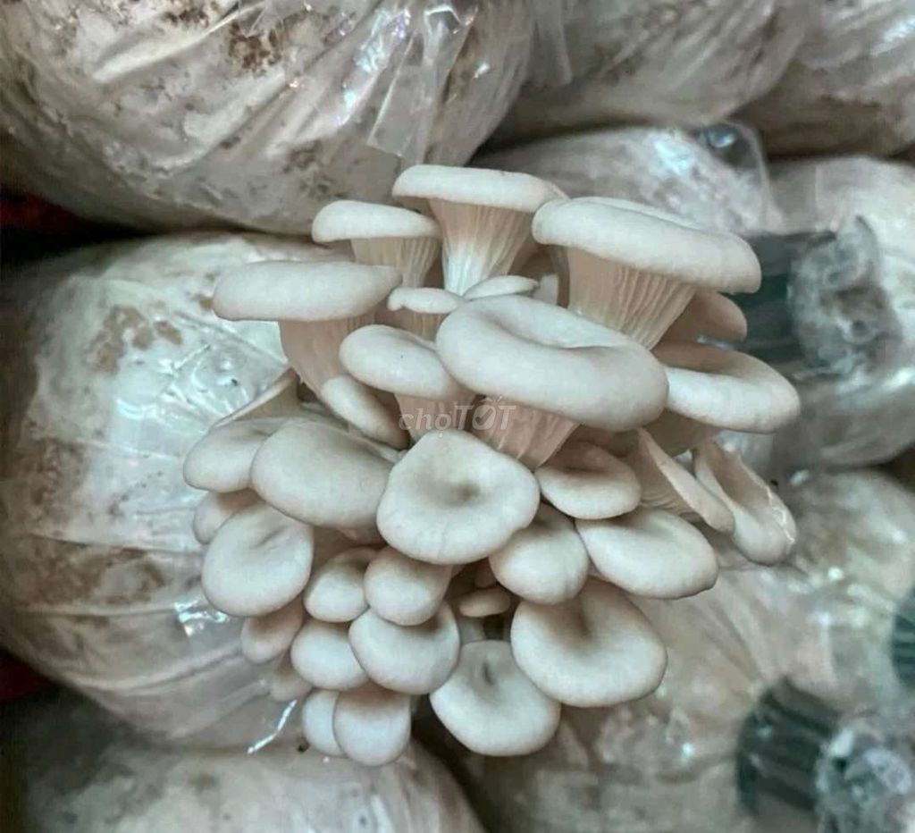 Nấm bào ngư trắng dễ trồng 120k combo 6 phôi. Mua bán Đồ ăn, thực phẩm và các loại khác tại Quận Ô Môn Cần Thơ được đăng bởi Shop hoài nhơn hình 1