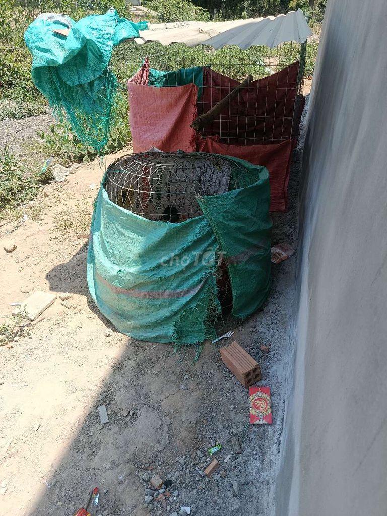 Gà chọi đực 3.2kg chưa qua cửa. Mua bán Gà tại Huyện Bắc Bình Bình Thuận được đăng bởi Ngọc Tiến hình 1