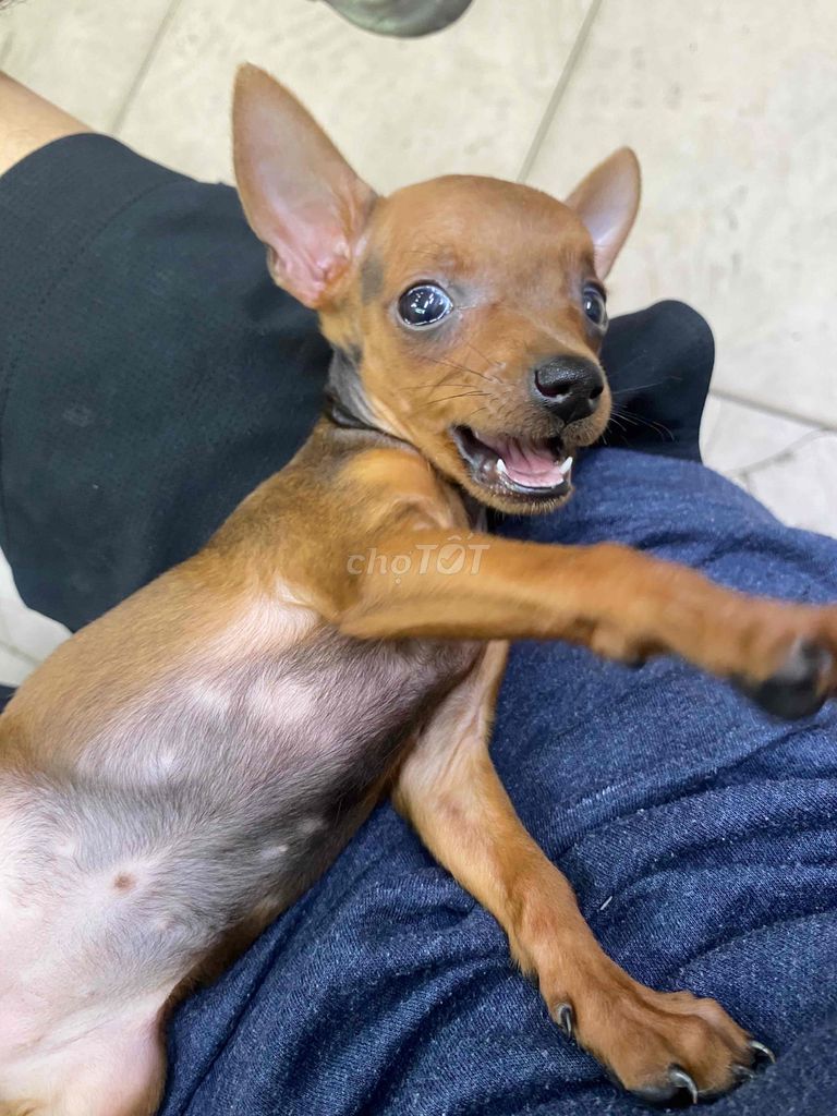 Chó Phốc hươu siêu mini cái 3 tháng. Mua bán Chó tại Quận 6 Tp Hồ Chí Minh được đăng bởi Longg hình 1