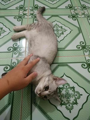 mèo anh lông ngắn chân lùn. Mua bán Mèo tại Quận 12 Tp Hồ Chí Minh được đăng bởi Thành Nguyễn