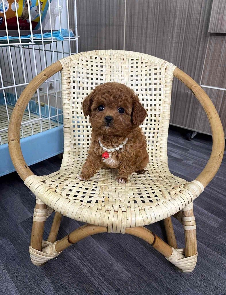 💕Poodle Xinh 💕 Từ 2 Triệu ạ. Mua bán Chó tại Quận Bình Tân Tp Hồ Chí Minh được đăng bởi Cậu Bé Bán Chó  hình 4
