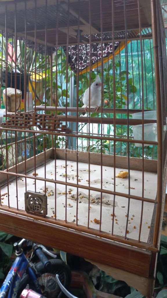 Chào mào bạch. Mua bán Chim tại Thành phố Thủ Đức Tp Hồ Chí Minh được đăng bởi Long hình 4