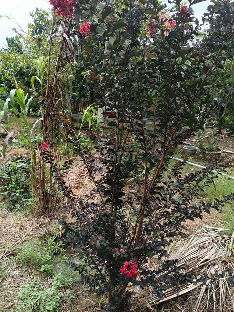 Cây tường vi huyết long 2.5m dáng đẹp. Mua bán Cây cảnh, đồ trang trí tại Thị xã Cai Lậy Tiền Giang được đăng bởi Duy nguyễn  hình 1