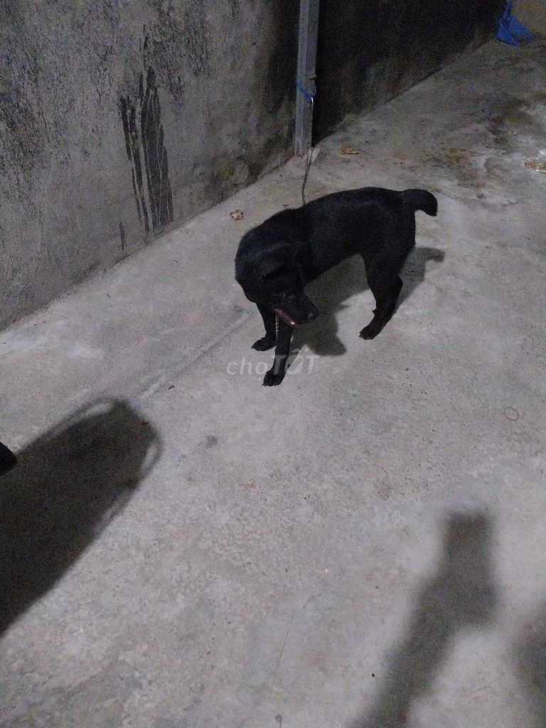 Chó Mông Cộc Đen 5 tháng tuổi. Mua bán Chó tại Huyện Long Thành Đồng Nai được đăng bởi Trần Văn Tuyên  hình 2