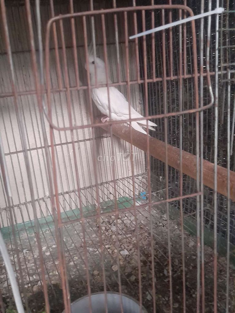 Vẹt cần bán. Mua bán Chim tại Huyện Cần Giờ Tp Hồ Chí Minh được đăng bởi Khanh Nguyenduy hình 1
