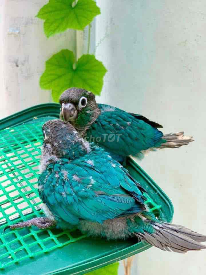 Greencheck Pine , yellowside , blue. Mua bán Chim tại Quận Gò Vấp Tp Hồ Chí Minh được đăng bởi Huynh Anh hình 1